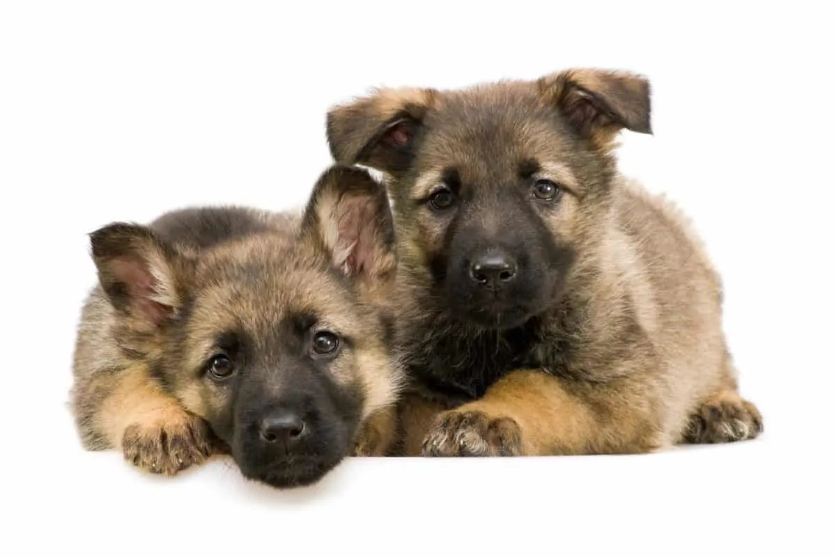German Shepherd Pups, what to do when German Shepherd is giving birth