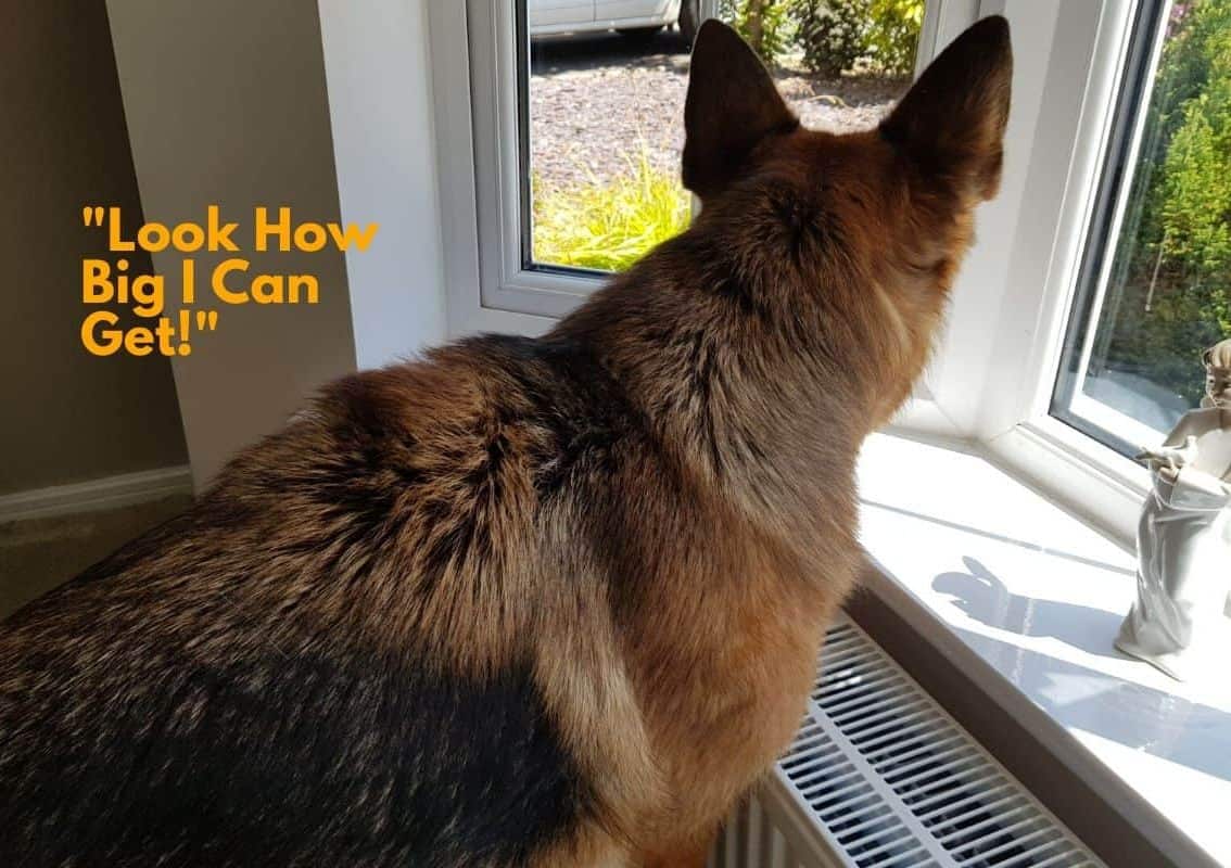 Why Do German Shepherds Hair Stand Up? Hackles Up! – World of Dogz