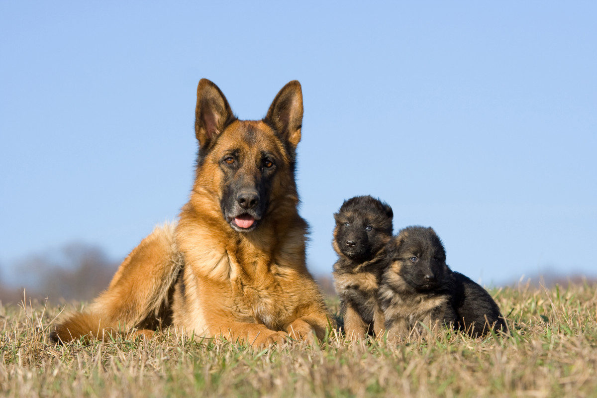 German Shepherd With Puppies. Advantages to Training an Older Dog Compared to a Puppy