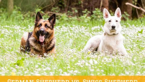 German Shepherd vs. Swiss Shepherd: What Is The Difference?