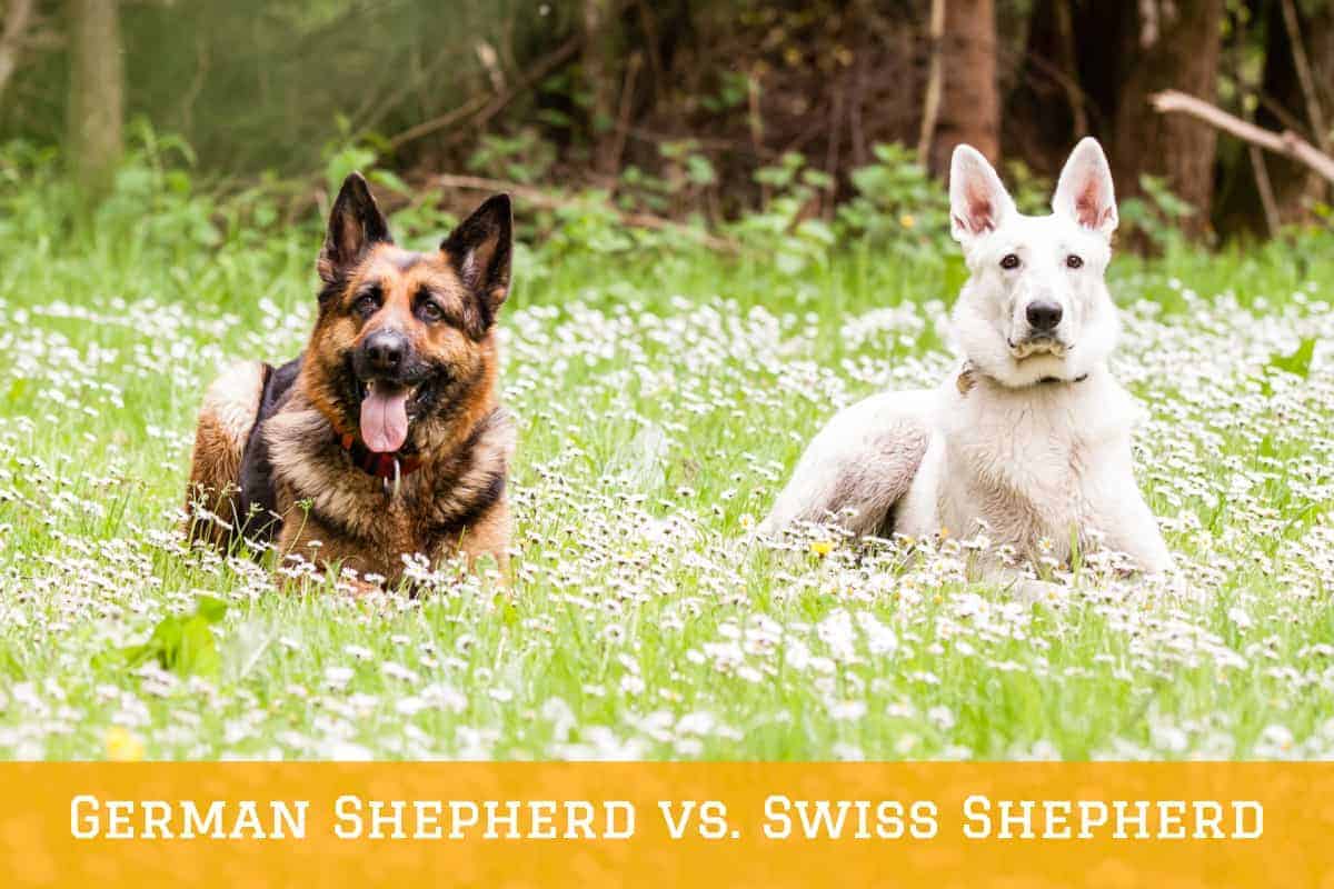 スイスの羊飼いの隣に敷設ジャーマンシェパード。 ドイツの羊飼い対スイスの羊飼い：違いは何ですか？ ジャーマン-シェパードとスイス-シェパードの違い