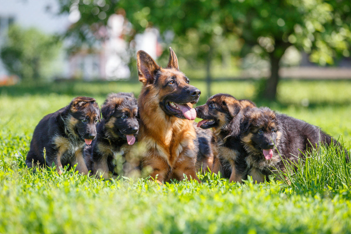 German Shepherd with her Puppies. How to find a German Shepherd Dog to Buy