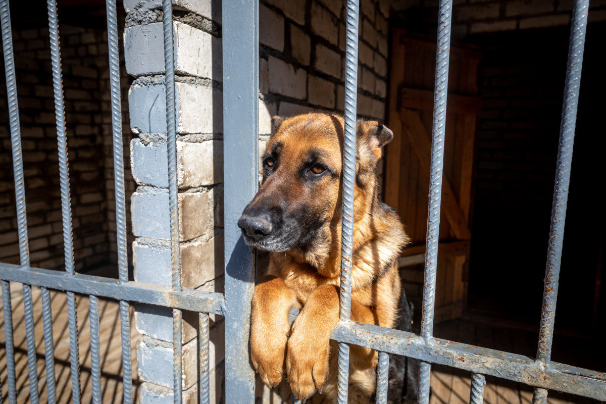 Lonely German Shepherd with sad eyes behind bars in animal shelter waiting for new owner. How to Adopt a German Shepherd
