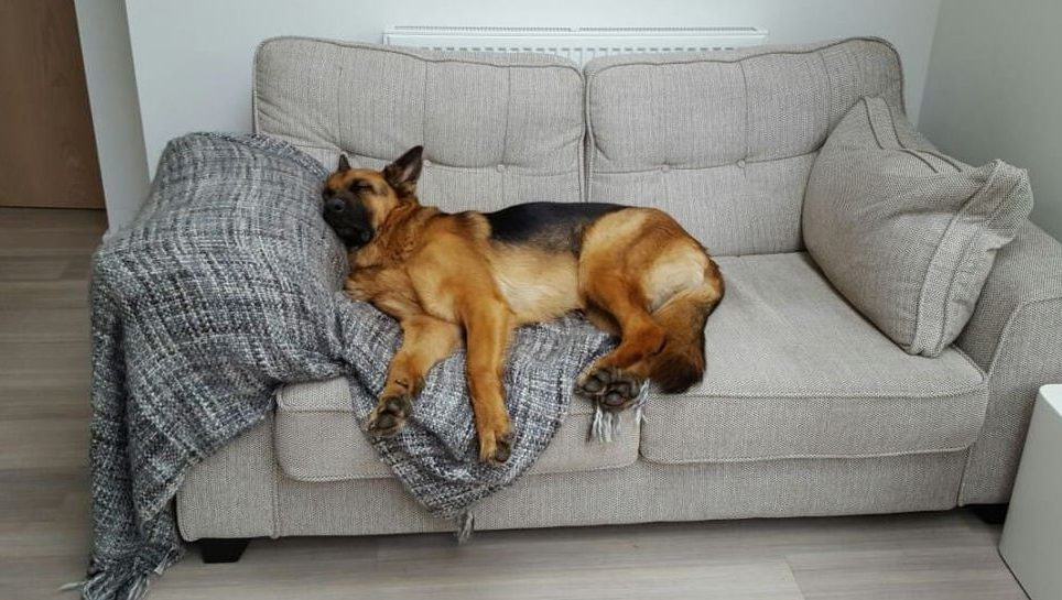 German Shepherd snoring on the couch