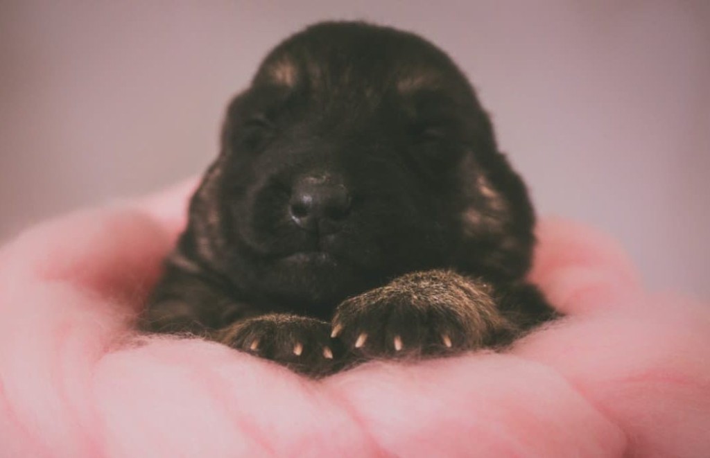 Newborn German Shepherd. What to do when German Shepherd is giving birth.