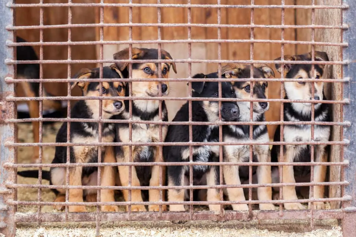 Caged Puppies from a Puppy Mill. Unethical Breeders