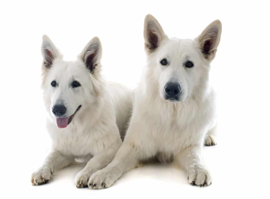 2 hvide Svenske Hyrder. Schæferhund vs. Shepherd: Hvad er forskellen?