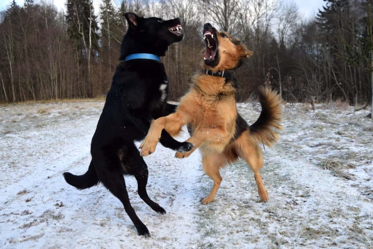 Zwei Deutsche Schäferhunde beim Spielen