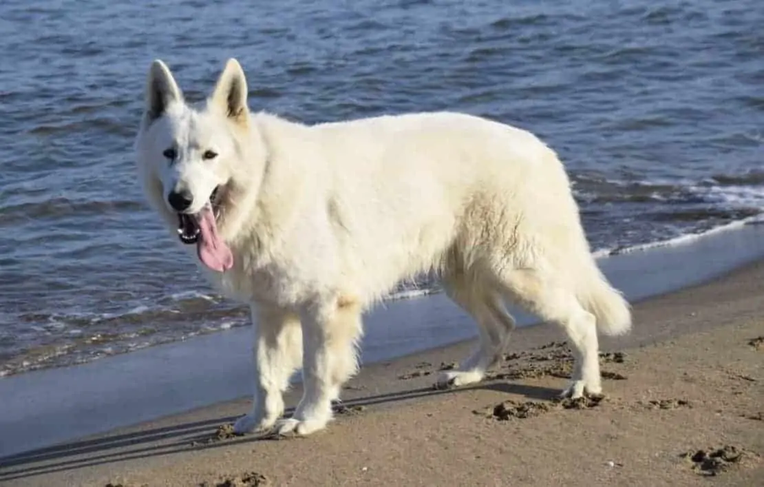 White German Shepherd Dog at the beach