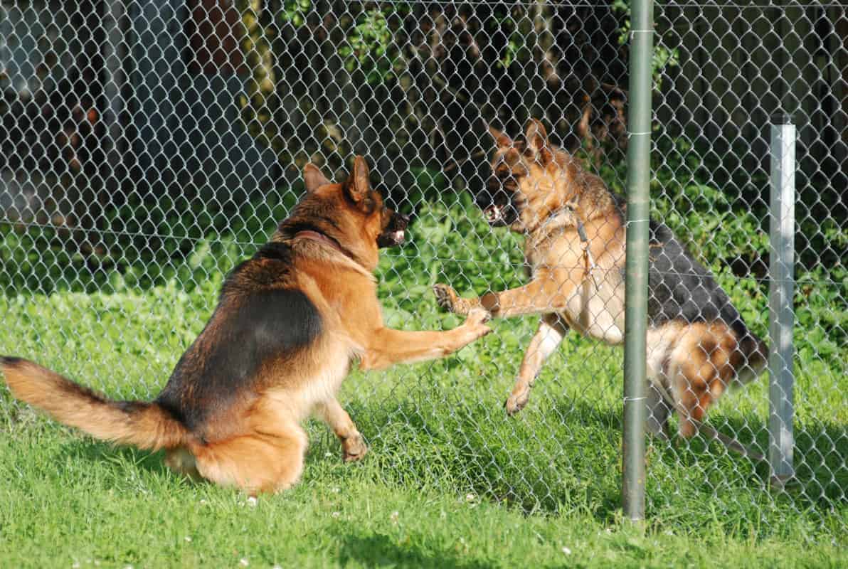 Two German Shepherds barking at each other through a mesh fence with raised hackles. Why Do German Shepherds Raise Their Hackles? Piloerection.