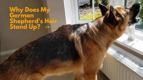Why Do German Shepherds Hair Stand Up? Hackles Up!