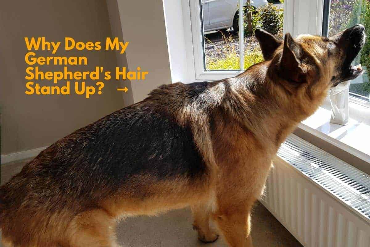 Tysk schæferhund med rejste hår. Hvorfor rejser min schæferhunds hår sig op?