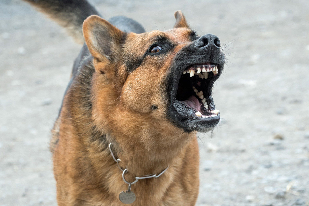 German Shepherd snarling and showing aggression.