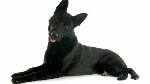 Black German Shepherds: 9 Cool (Important) Facts You Didn't Know!