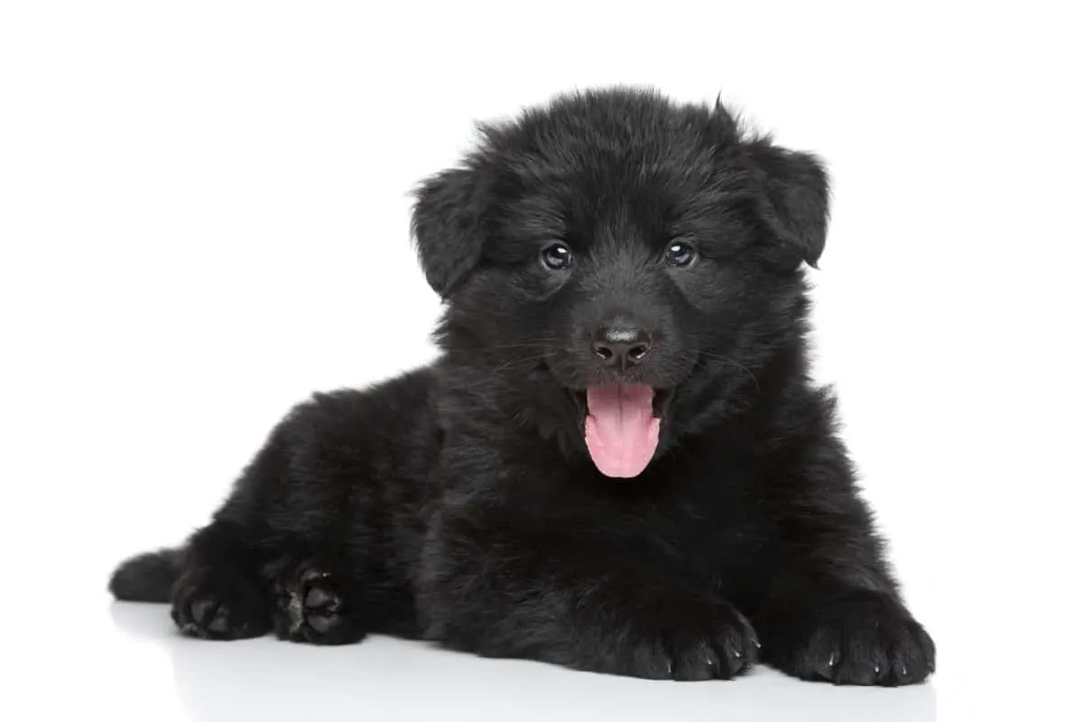 Black German Shepherd Pup