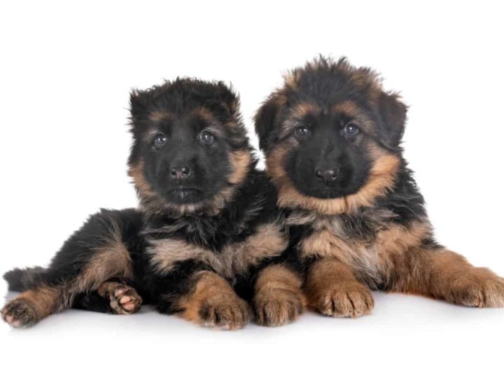 Two German Shepherd Puppies. How to Train a German Shepherd.