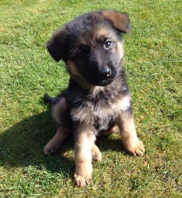 German Shepherd Puppy aged 8 weeks