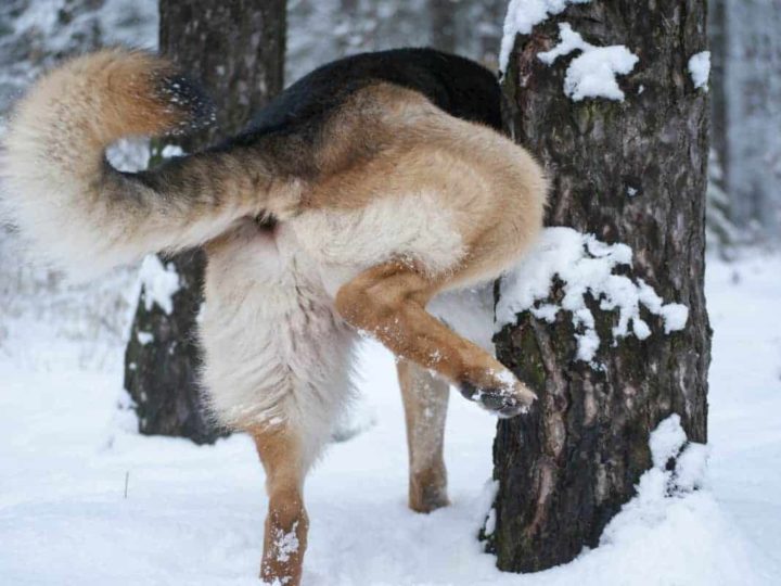 German Shepherd Spraying against a tree in winter, How to Deal With a German Shepherd Spraying