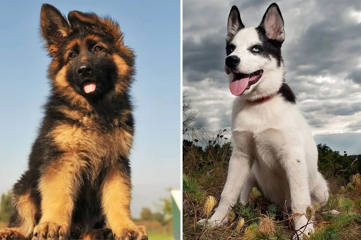 German Shepherd Puppy and Siberian Husky Puppy