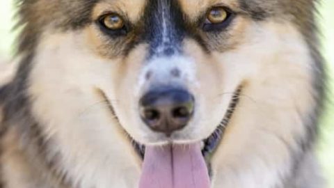 German Shepherd Husky Mix: 9 Tips for a First Time Owner