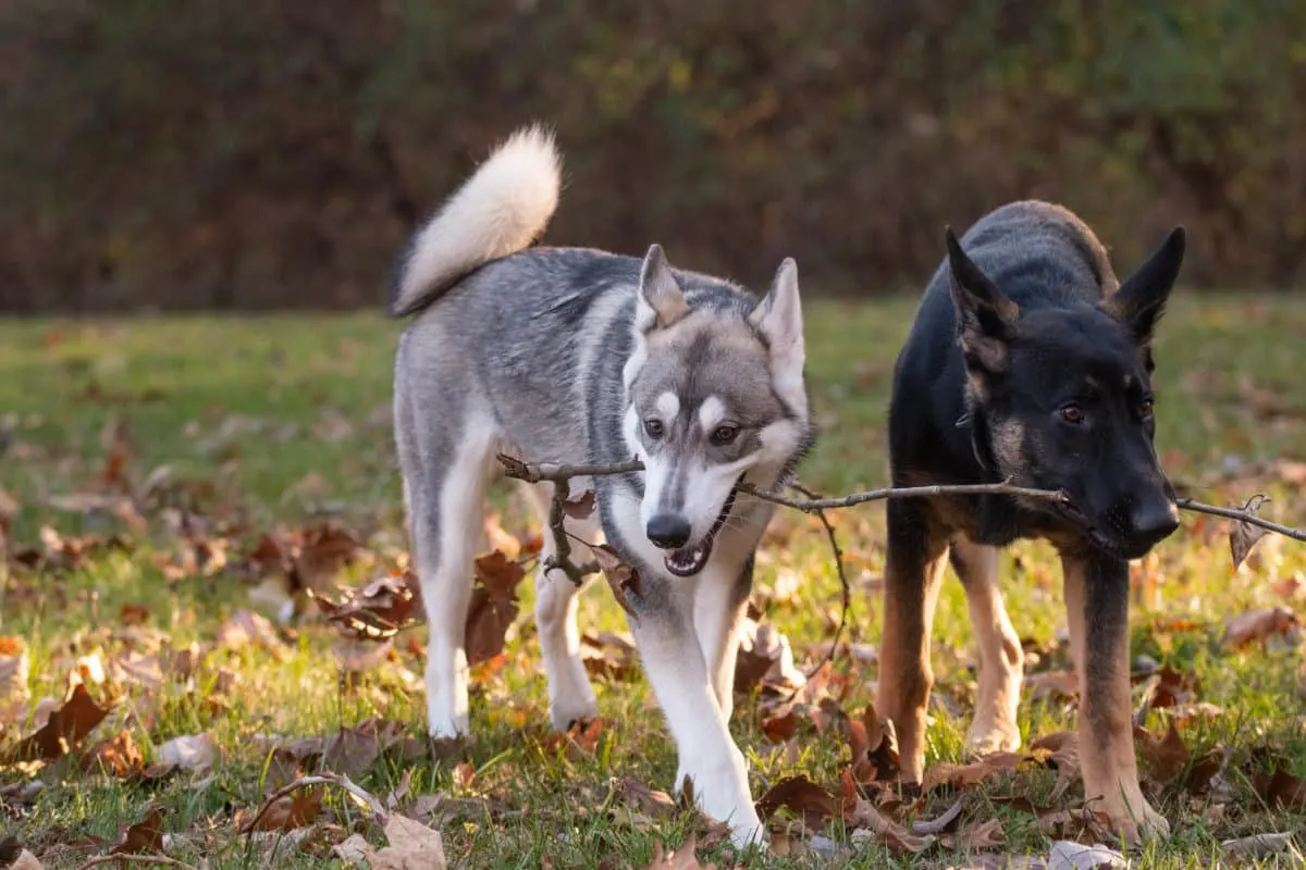 Siberian Husky and German Shepherd, both six month old puppies, play with a stick in an open field