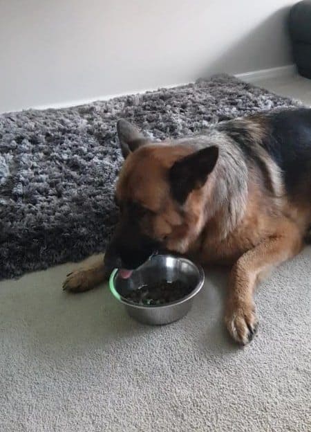 A German Shepherd laying down eating from her bowl. Why Do German Shepherds Eat While Laying Down?