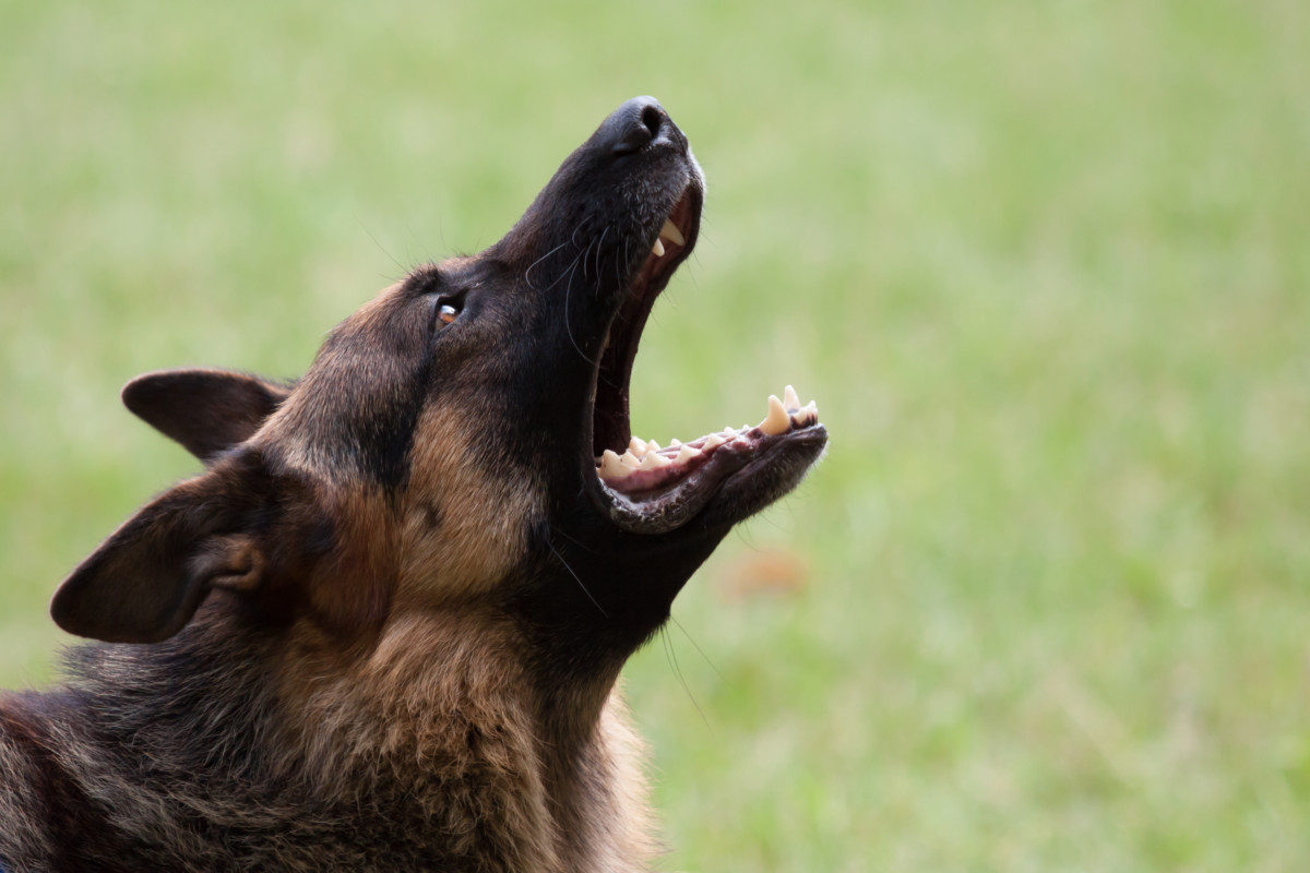 German Shepherd Dog howling. Why Do German Shepherds Howl?