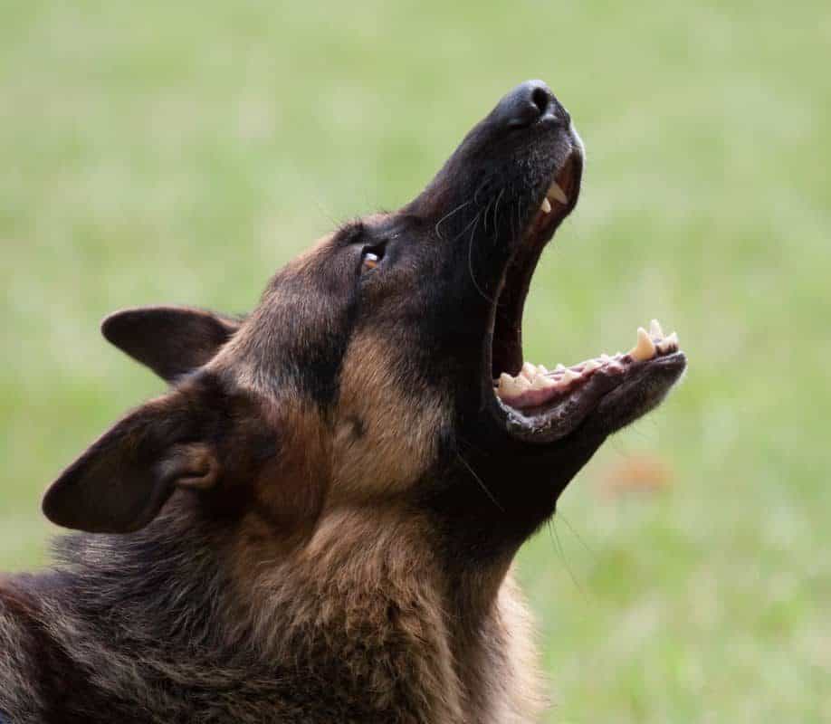 German Shepherd Dog howling. Why Do German Shepherds Howl?