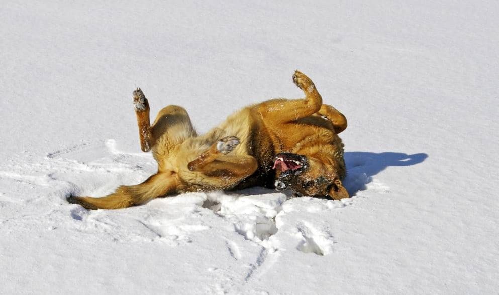 German Shepherd Rolling on his back in the snow. Why Do German Shepherds Roll on Their Backs?
