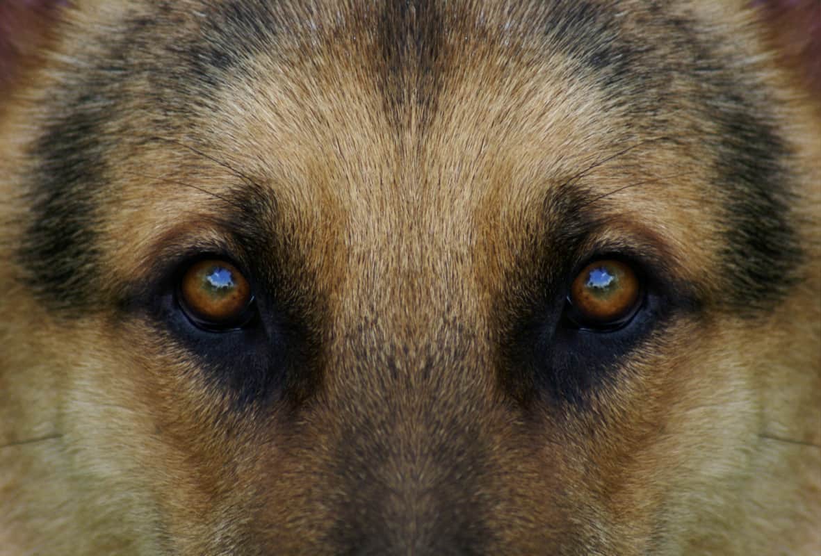 A German Shepherd Staring. Why Do German Shepherds Stare at You?