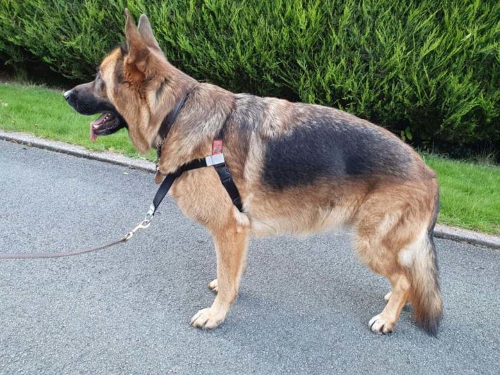 German Shepherd wearing a Walk Your Dog With Love no pull harness