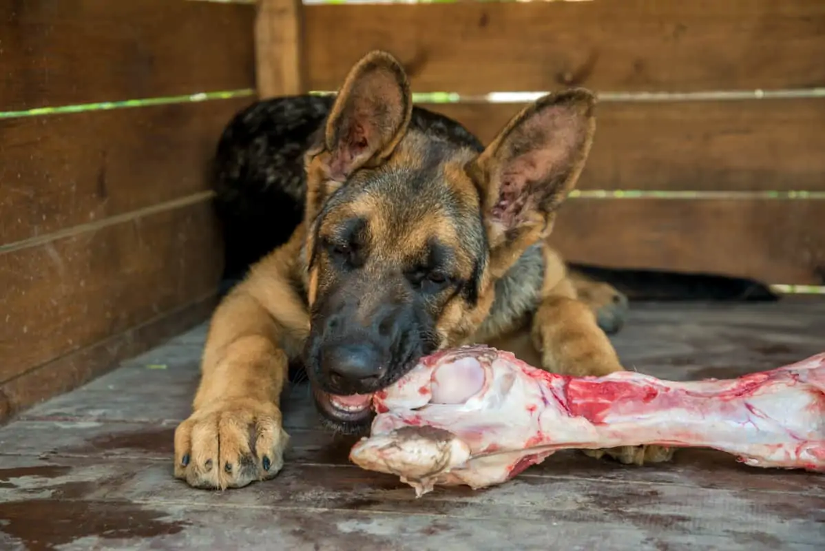 German Shepherd chewing a large raw beef bone. Can German Shepherds Eat Bones?