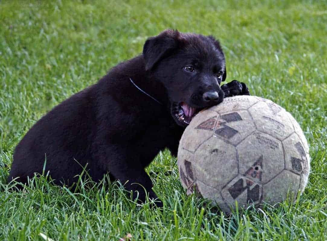 German Shepherd puppy chewing a large football