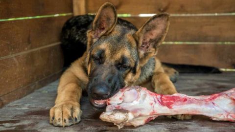 Can German Shepherds Eat Bones? What People Get Wrong!