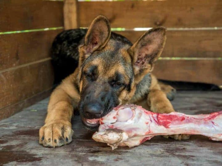 German Shepherd Eating a Large Raw Beef Bone. Can German Shepherds Eat Bones?