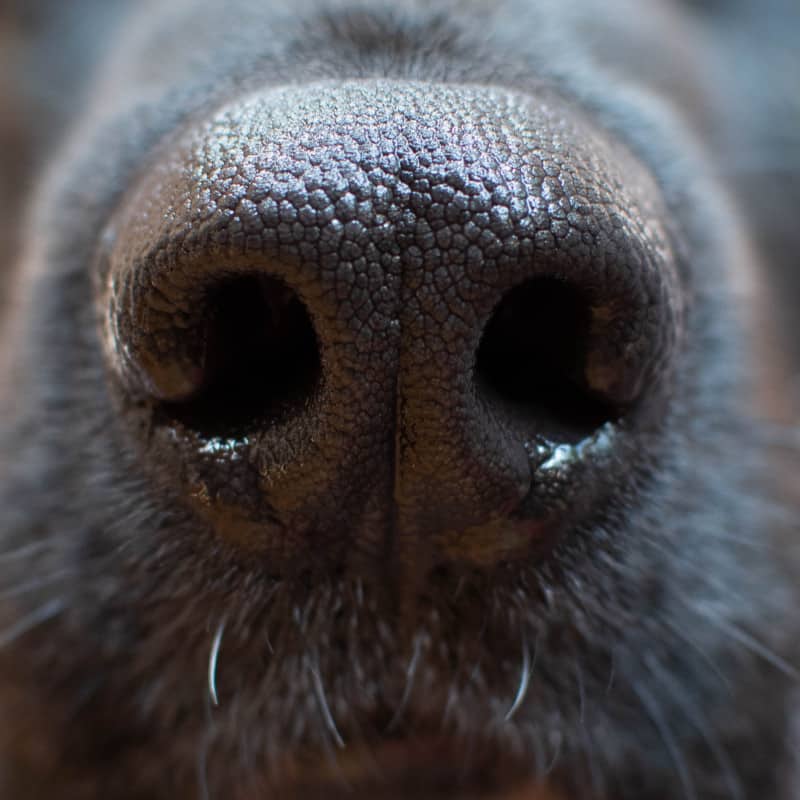 German Shepherd Nose. How Do German Shepherds Communicate?