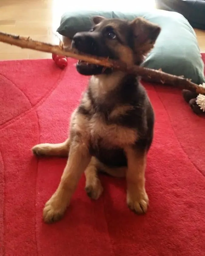 German Shepherd puppy chewing a stick. How to Stop German Shepherd Chewing