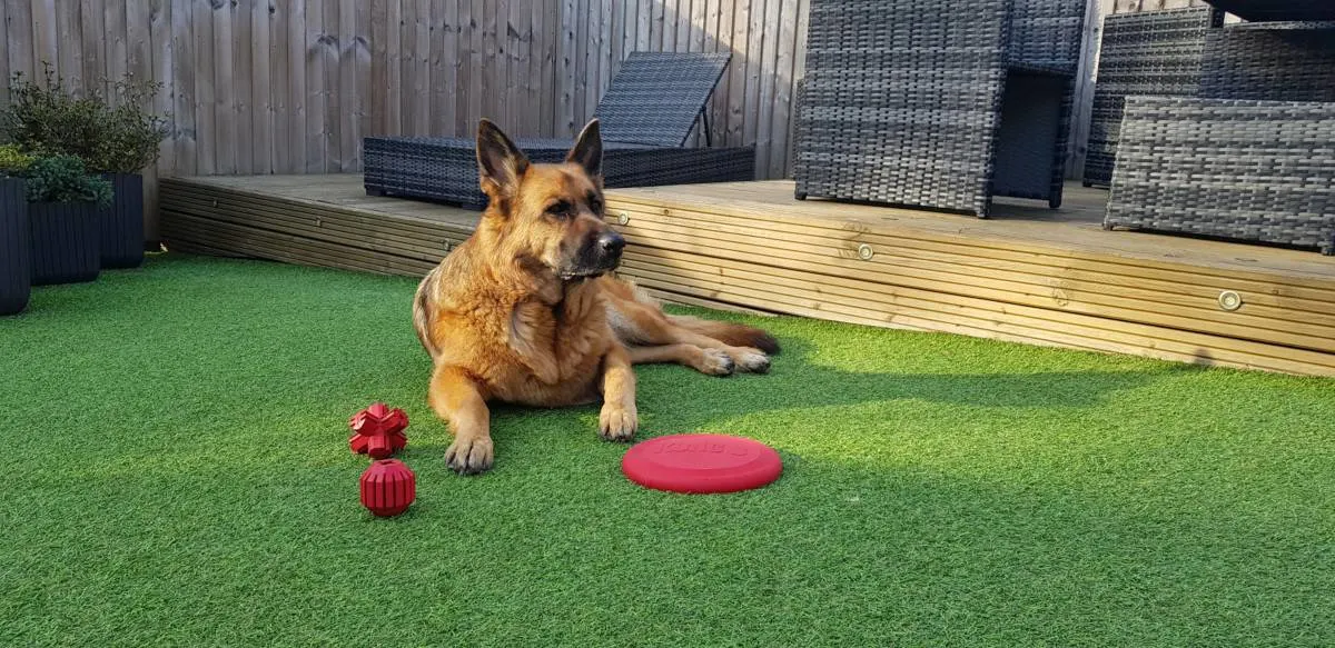 German Shepherd with a selection of KONG chew toys