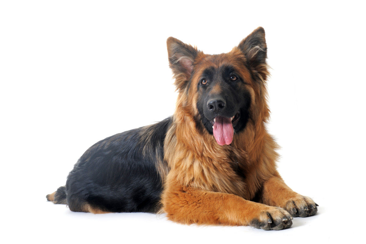 A panting German Shepherd. How Do German Shepherds Communicate? Dog Body Language
