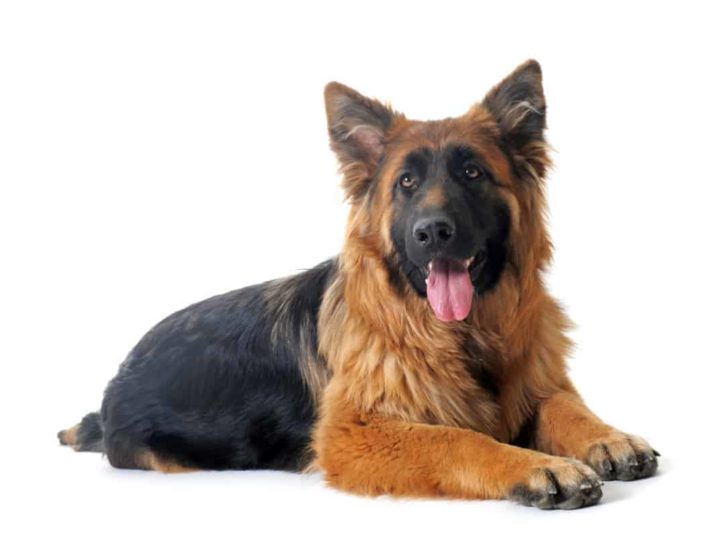 A panting German Shepherd. How Do German Shepherds Communicate? Dog Body Language