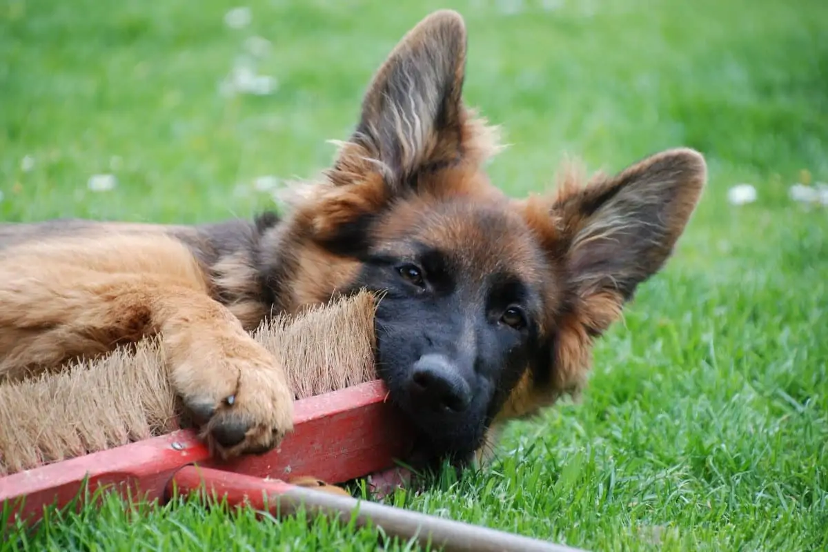 German Shepherd puppy chewing on a wooden brush. 