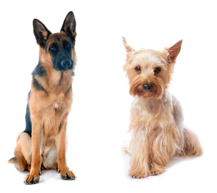 A German Shepherd sitting next to a Yorkshire Terrier. Can a German Shepherd Mate with a Yorkshire Terrier?