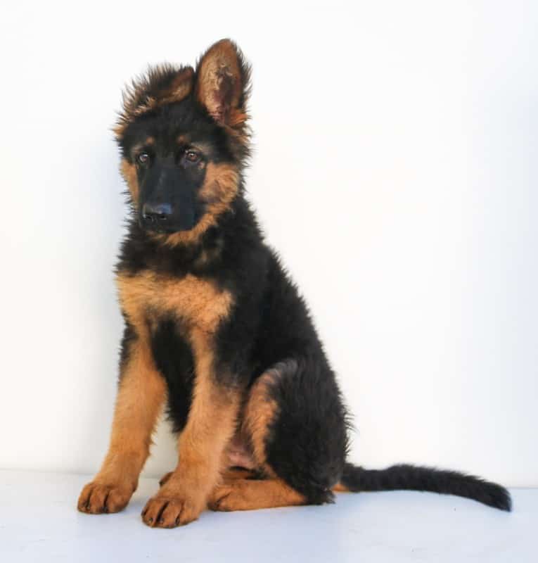 A young German Shepherd puppy with one ear standing up and the other one floppy. Why Do German Shepherd's Ears Stand Up?
