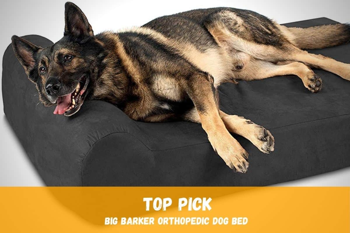 Best Orthopedic Bed for German Shepherds: My Pick! – World of Dogz