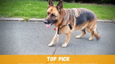 5 Best No Pull Harnesses for German Shepherds in 2022