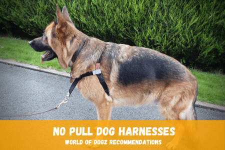 German Shepherd wearing a no pull dog harness