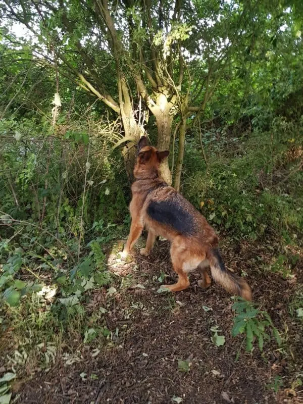 German Shepherd chasing a squirrel. Best Dog GPS Tracker for German Shepherds. Best Dog Tech for German Shepherds