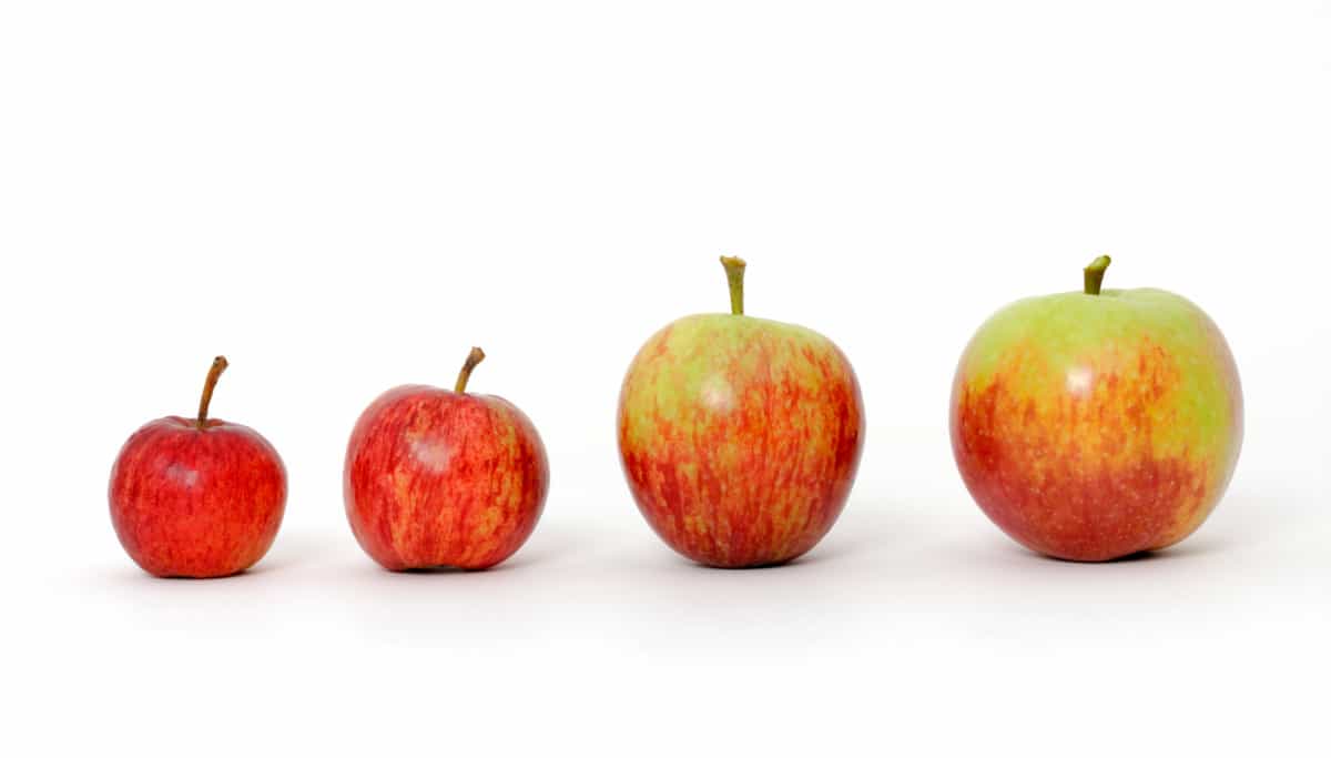 Apples arranged according to sizes