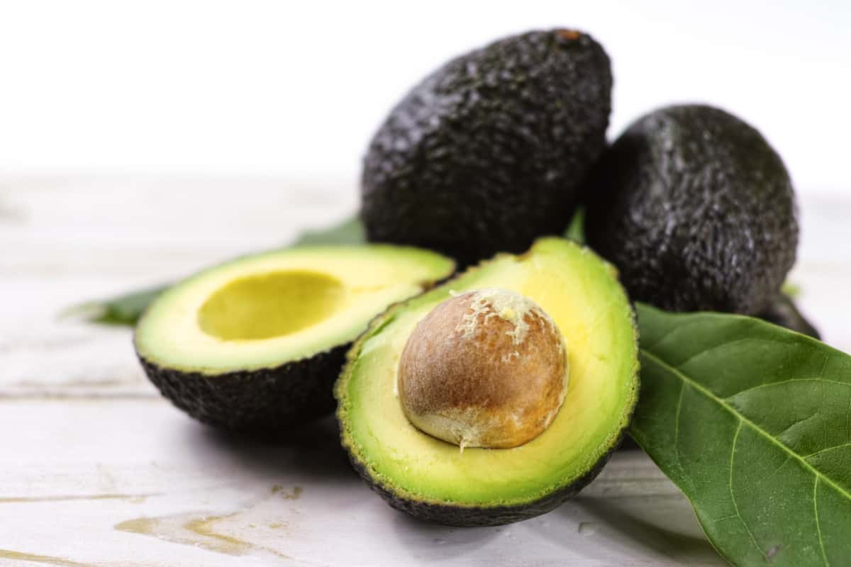 What Foods are Poisonous to Labradors? Avocado