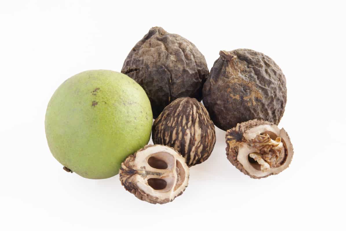 What Foods are Toxic to Golden Retrievers? Black Walnuts